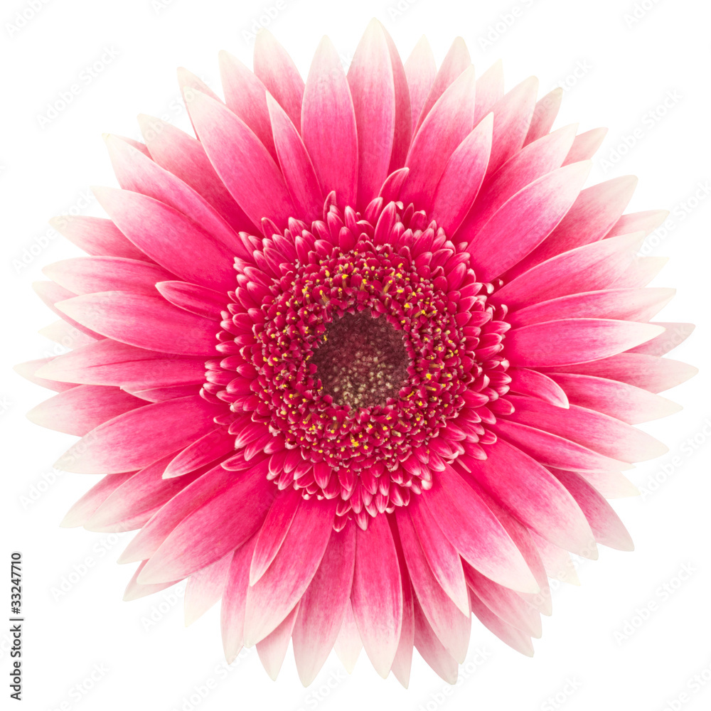 Gerbera daisy Gerbera daisy