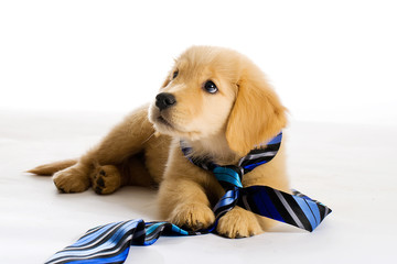 Puppy wearing a tie