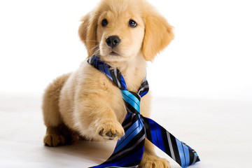 Puppy wearing a tie