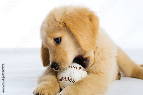 Photography Puppy chewing a baseball