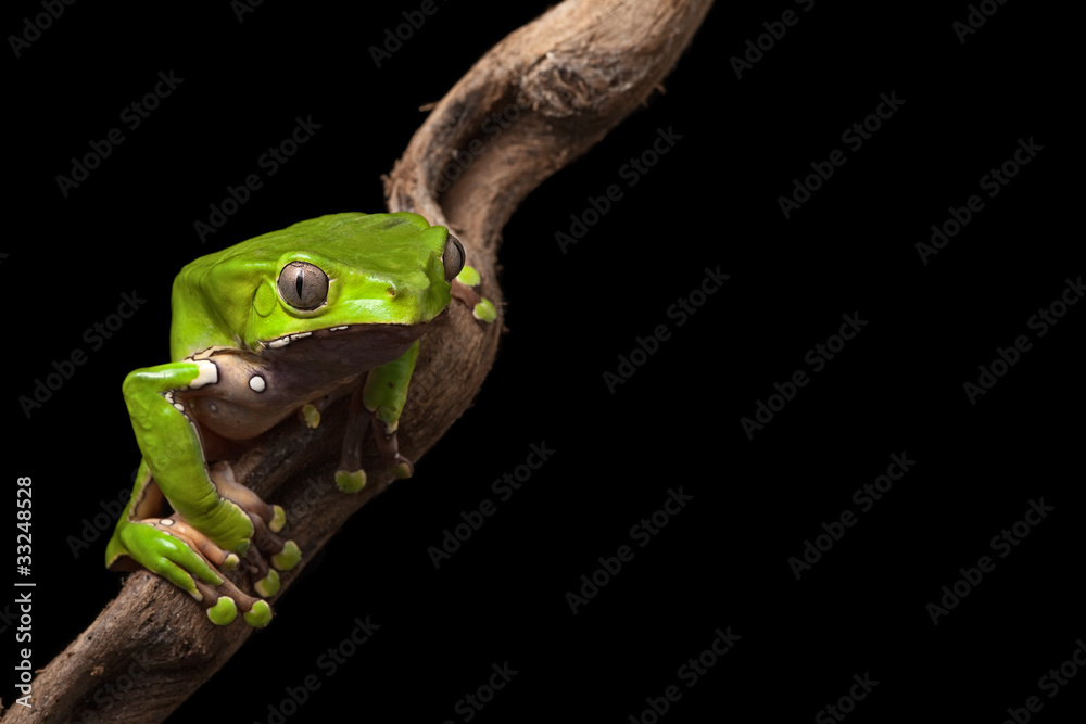 Naklejka premium tree frog sitting at night in jungle