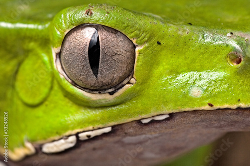 tree frog eye photo