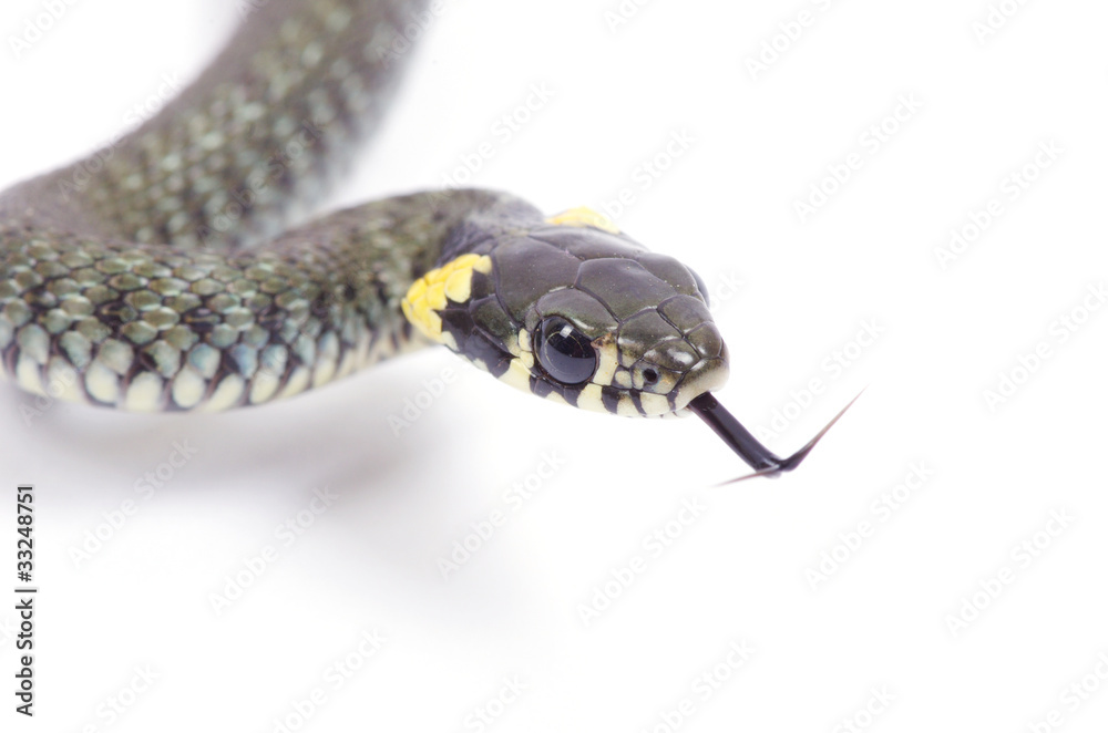 snake snake