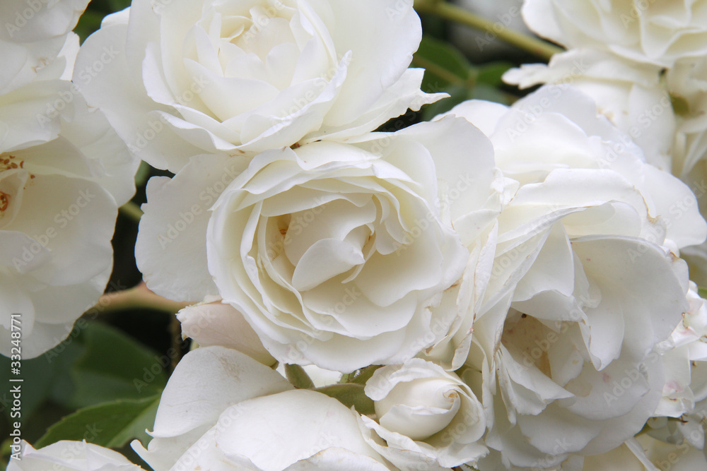 Roses blanches Roses blanches