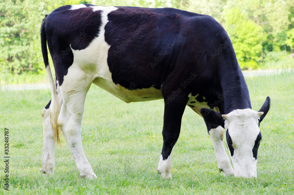 cow cow