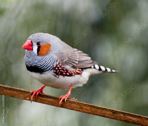 Close up of a Cock Zebra finch photo