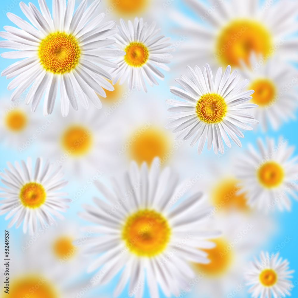 chamomile chamomile