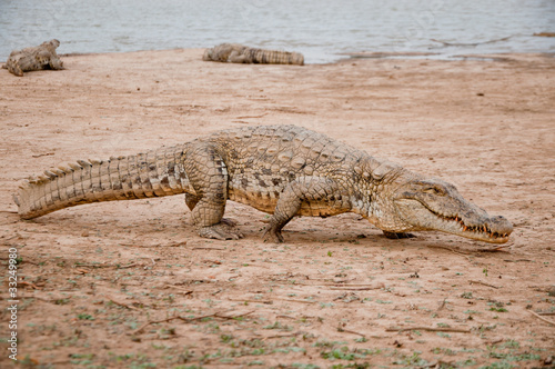 The Sacred Crocodiles Of Bazoulé, Burkina Faso