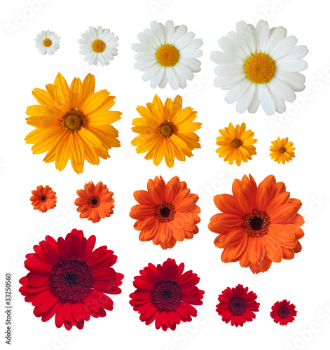 collection of daisies photo