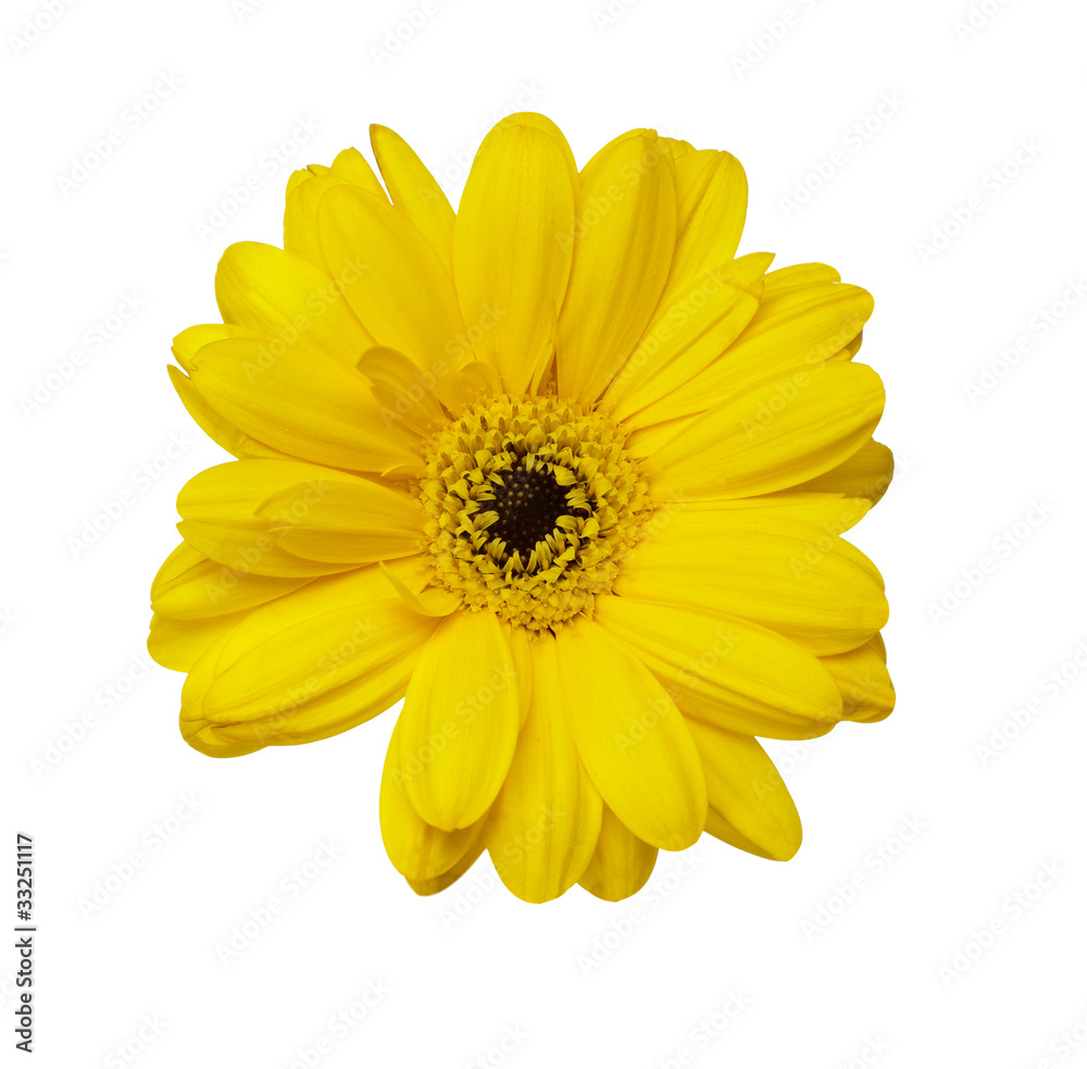 Obraz premium flower nature garden botany daisy bloom