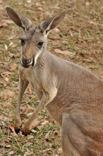 The Western Grey Kangaroo