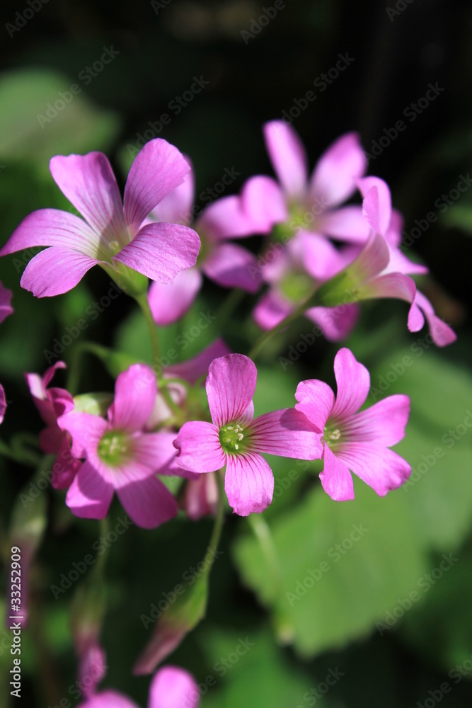 ムラサキカタバミの花