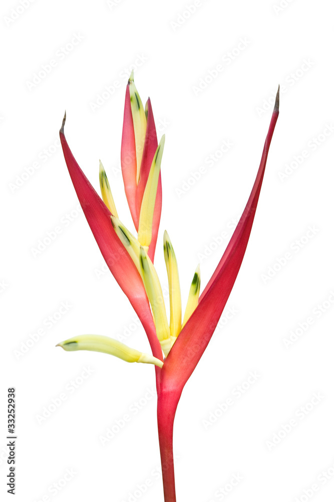 Obraz premium Tropical Heliconia isolated on white