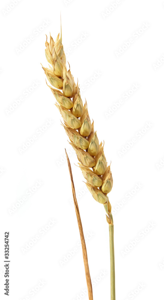 wheat isolated on white