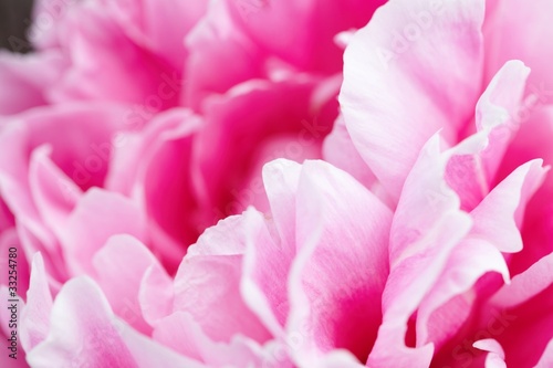 pink peony flower © fox17
