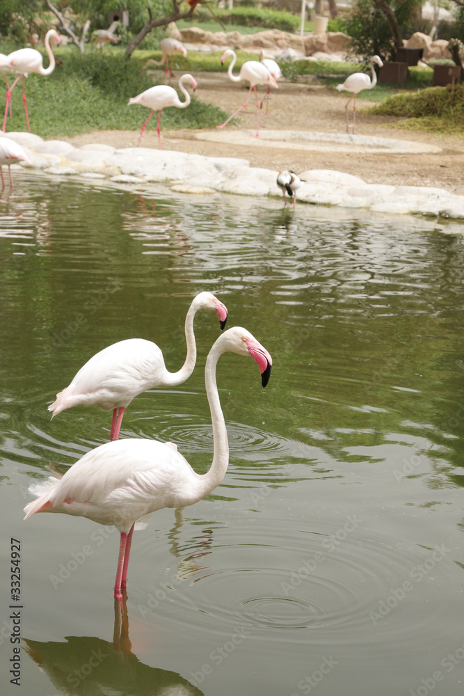 Beautiful Flamingos standing in water