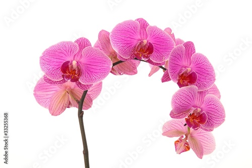 violet orchids closeup on the white background © Vaclav Zilvar