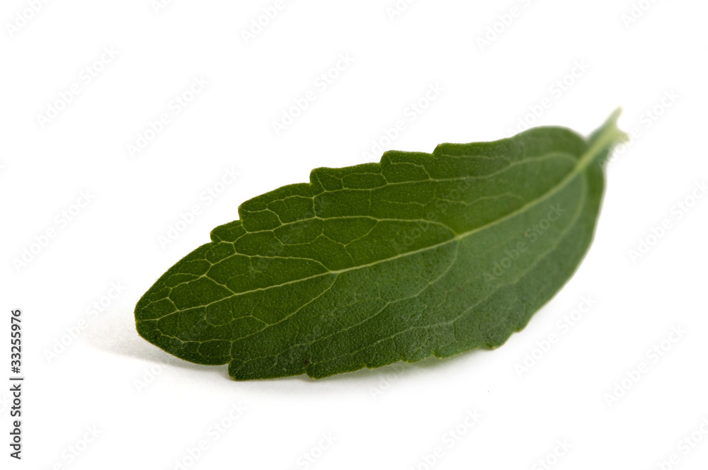 Stevia rebaudiana Stevia rebaudiana