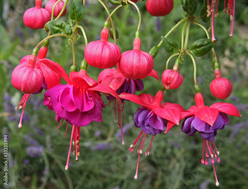 fuchsia