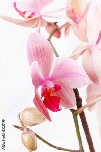 Pink orchid © Maksim Shebeko