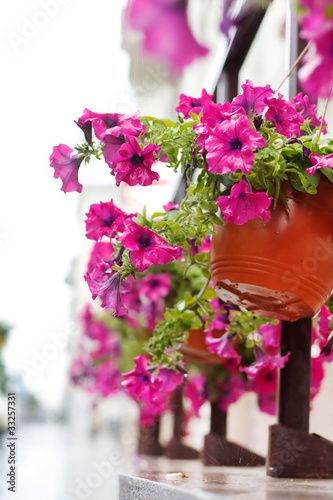 petunia flowers