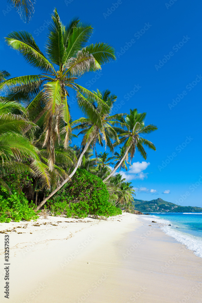 Panorama Palms Dream Panorama Palms Dream