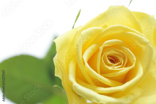 Close up of Yellow roses