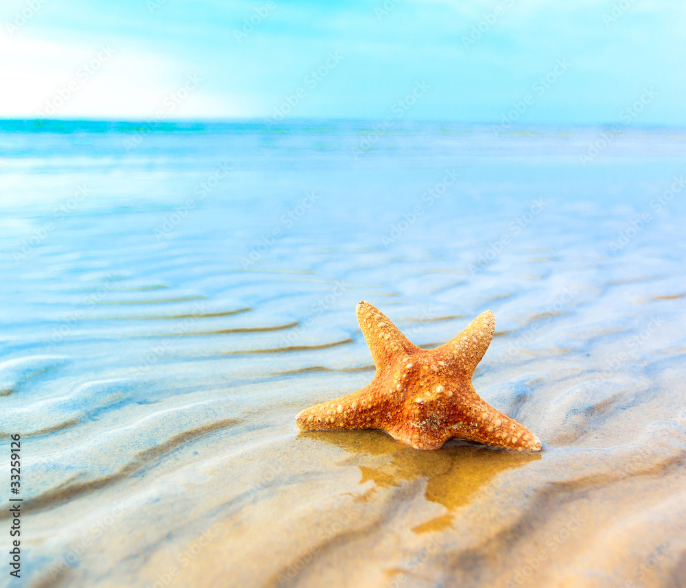 Shell Star Sand Shell Star Sand