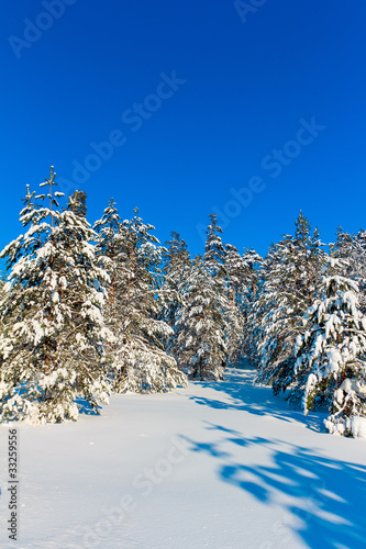 Frozen Shiny Landscape
