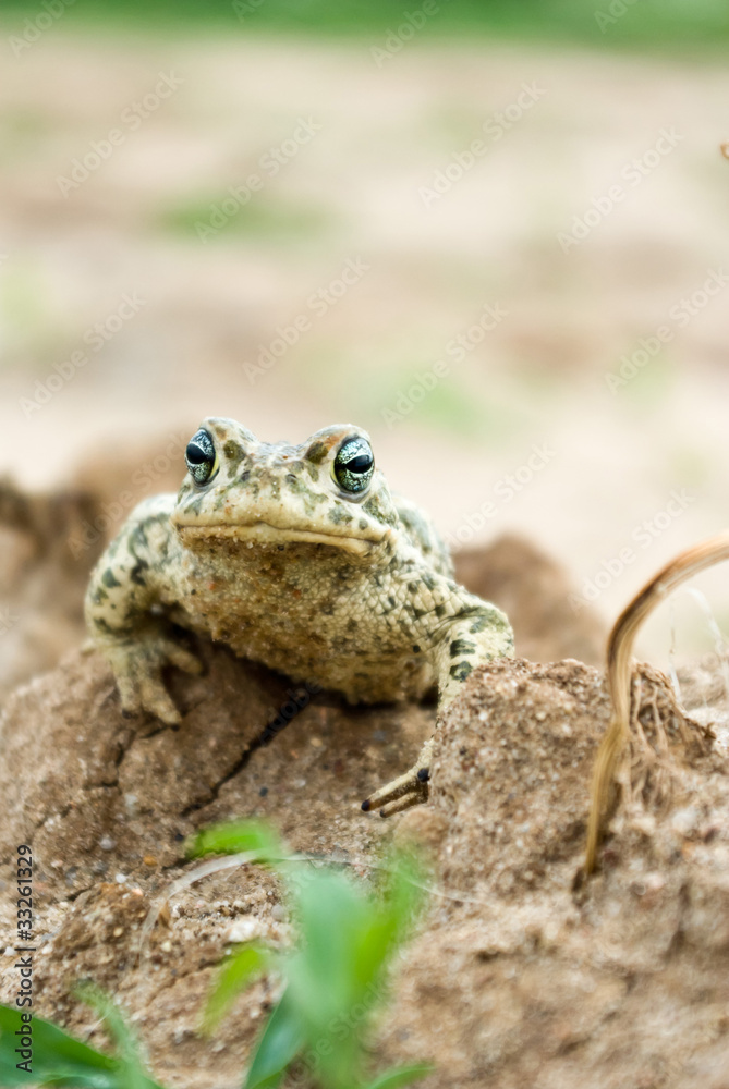 Obraz premium frog