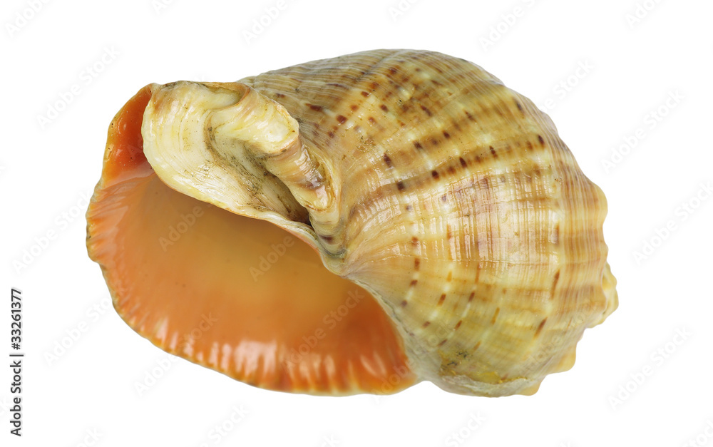 Shell