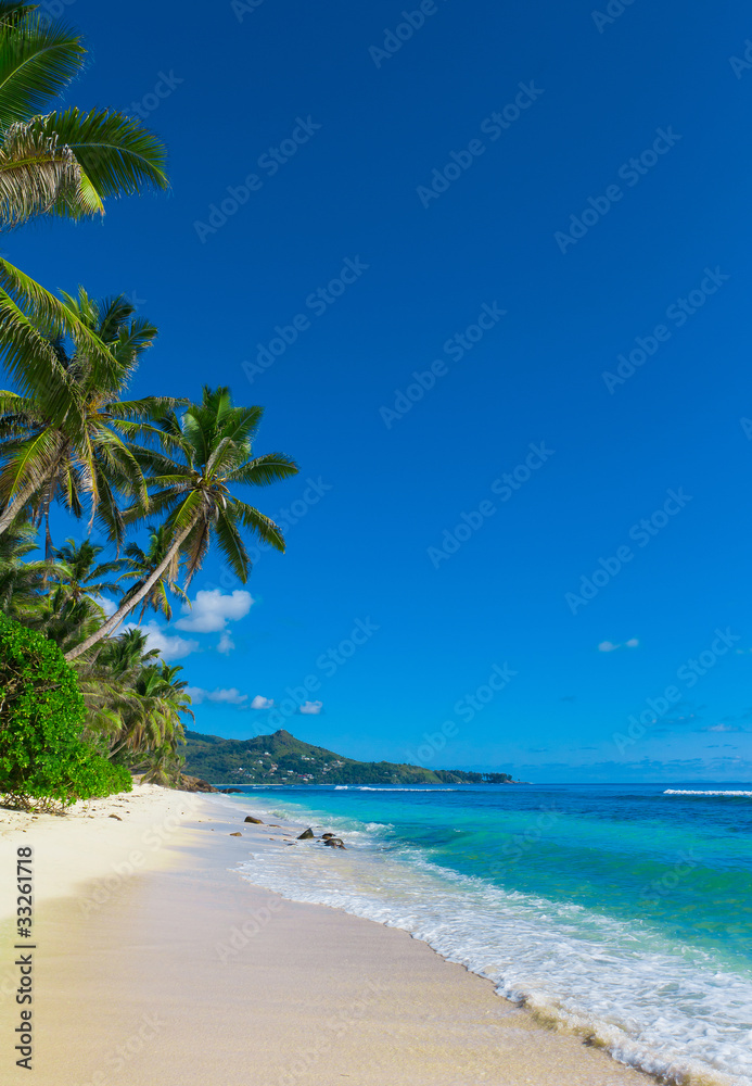 Naklejka premium Dream Panorama Jungle