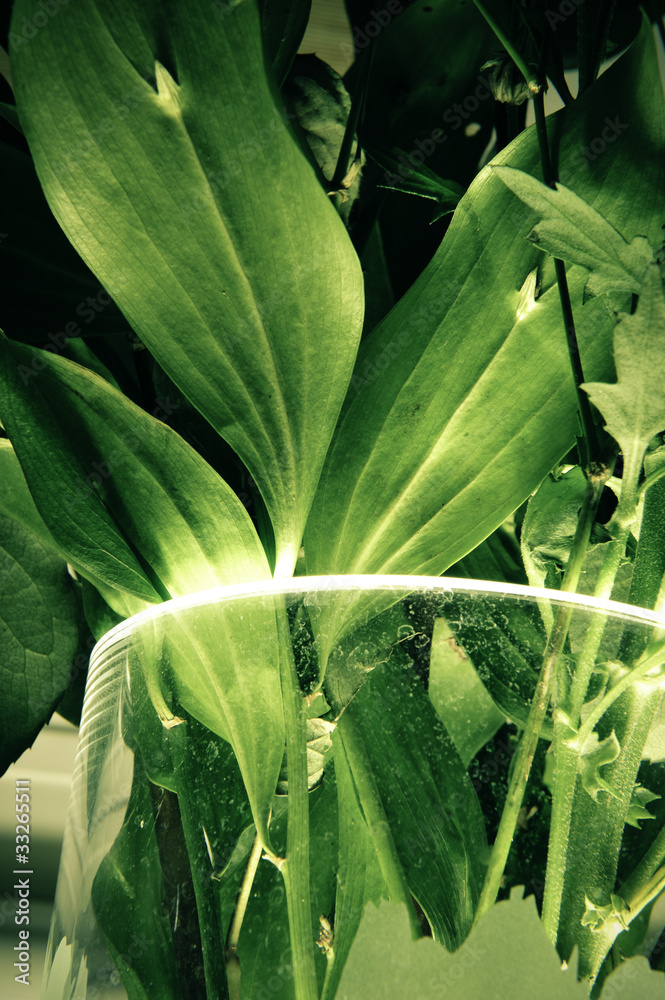 Obraz premium green leaf background