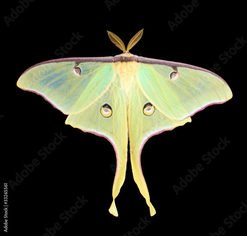 Luna Moth, Actias luna