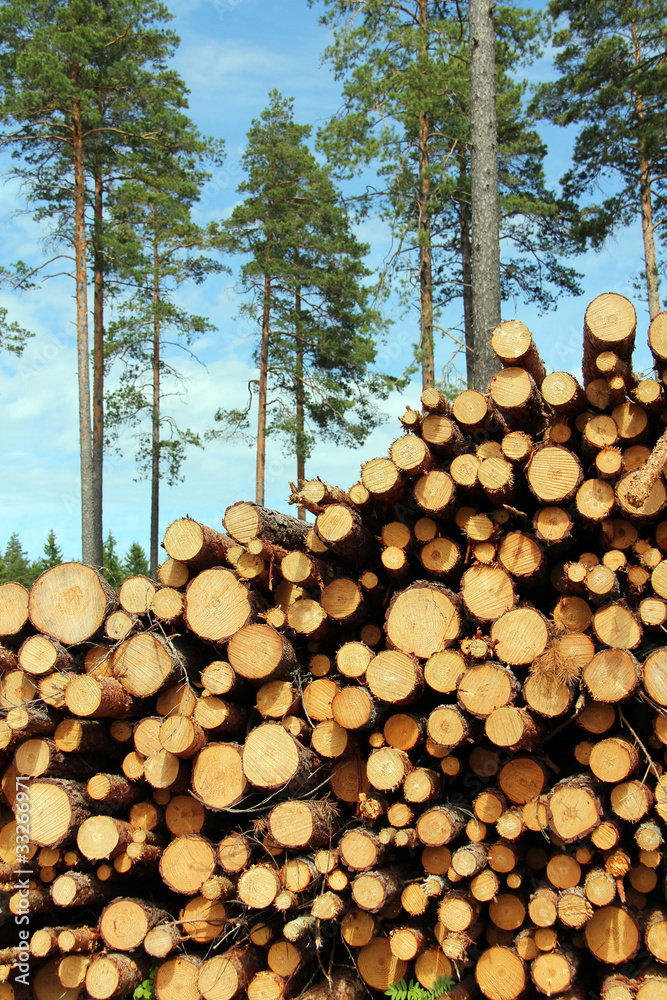 A Large Stack of Wood with Pine Trees Background