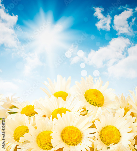 Daisies against the sky