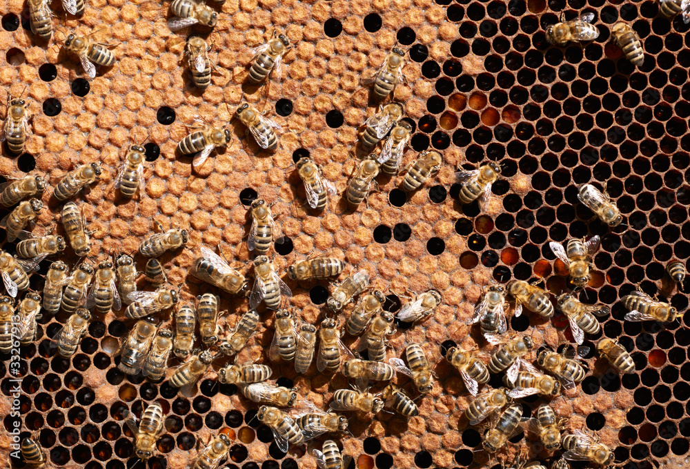 Honey bee workers on honeycomb Honey bee workers on honeycomb
