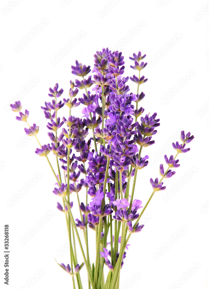 Fototapeta premium lawenda