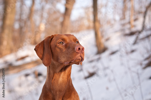 Wallpaper Mural Vizsla Dog Portrait in winter. Torontodigital.ca