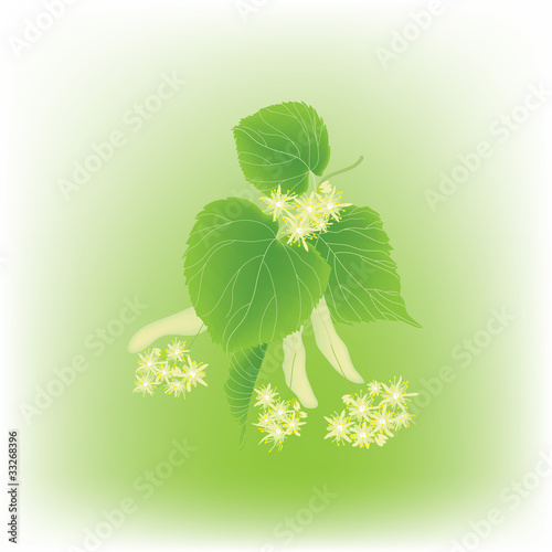 Blossoming linden branch
