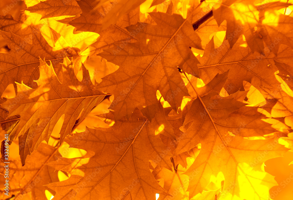 Fototapeta premium autumn leaves, very shallow focus