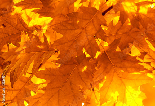 autumn leaves, very shallow focus