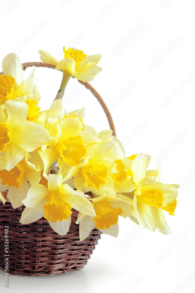 Bunch of fresh narcissuses in a basket on a white background