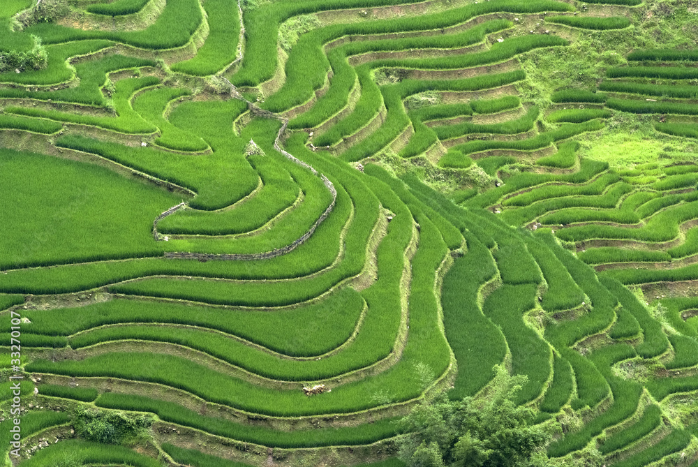 Terraced Rice Field Terraced Rice Field