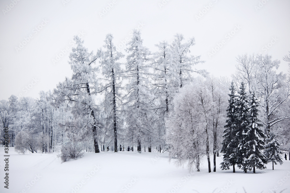 Fototapeta premium winter trees