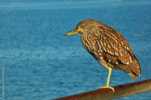 A Black-crowned night-heron (Nycticorax nycticorax)