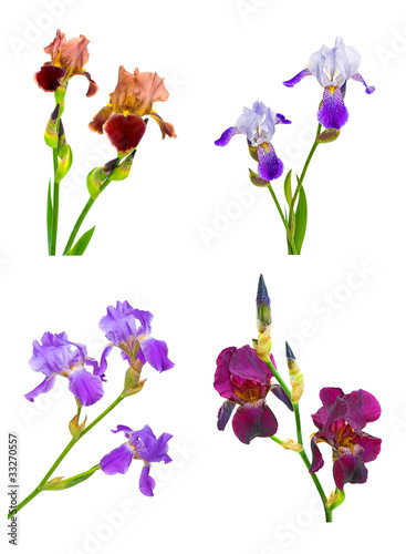 Fototapeta Naklejka Na Ścianę i Meble -  iris flowers of different colors and shapes. collage