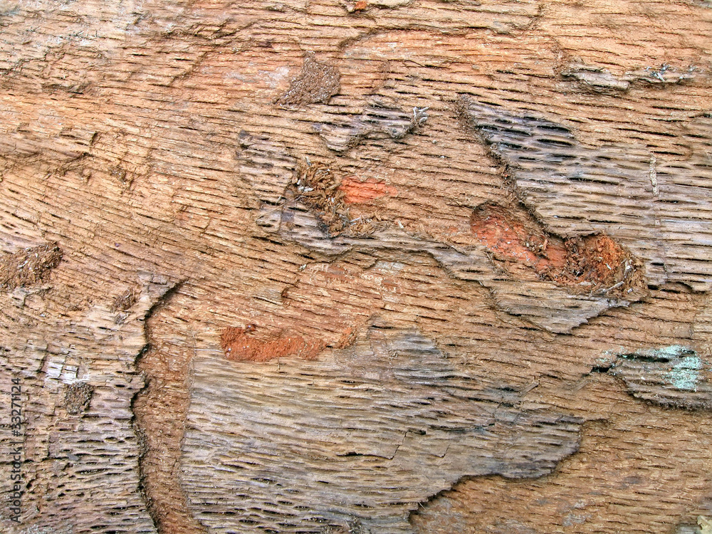 wood texture closeup, abstract oak tree background, nature wood texture closeup, abstract oak tree background, nature
