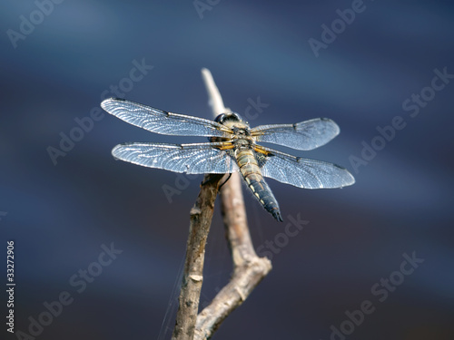 Dragonfly photo