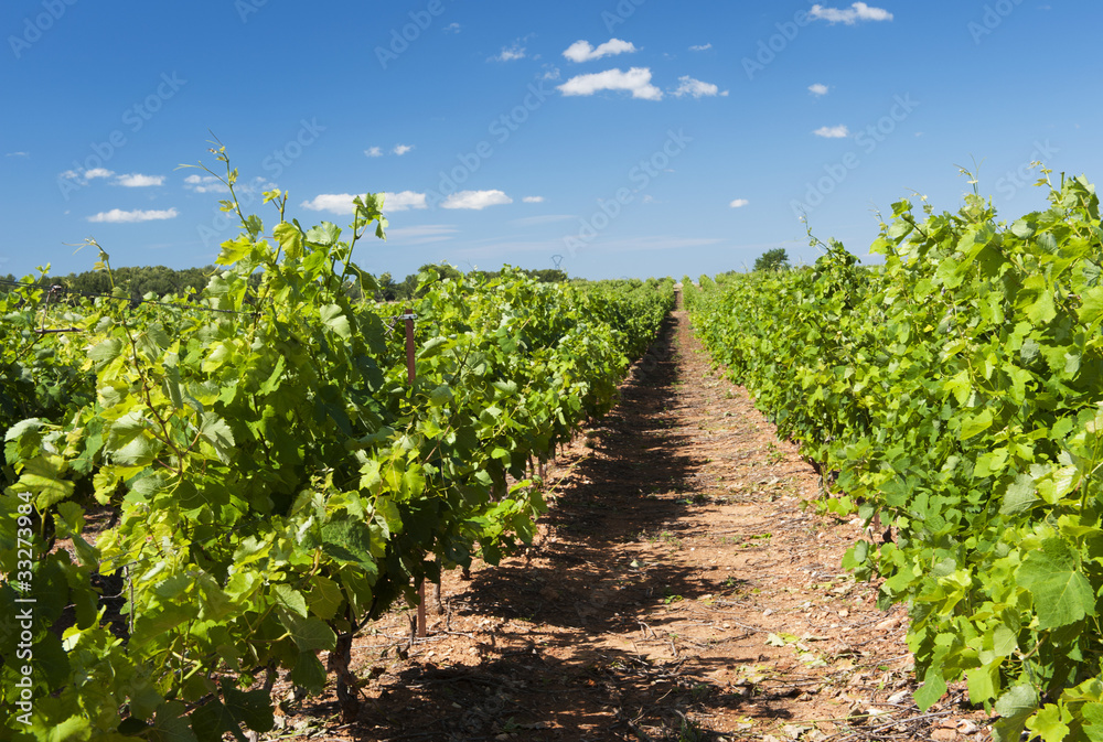 Vineyard in landscape